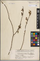 Foto von Salix caprea L. x Salix cinerea L.